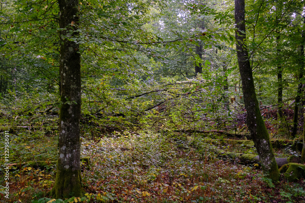 Summertime deciduous forest with broken old tree