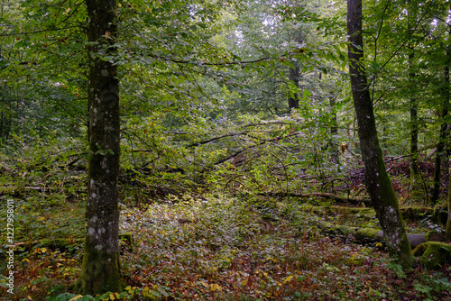Obraz na płótnie Summertime deciduous forest with broken old tree w salonie