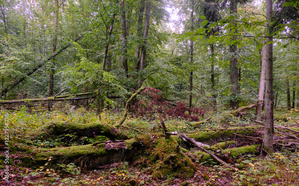 Summertime deciduous forest with broken old tree