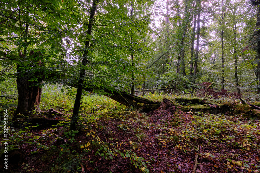 Summertime deciduous forest with broken old tree