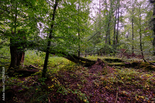 Obraz na płótnie Summertime deciduous forest with broken old tree w salonie