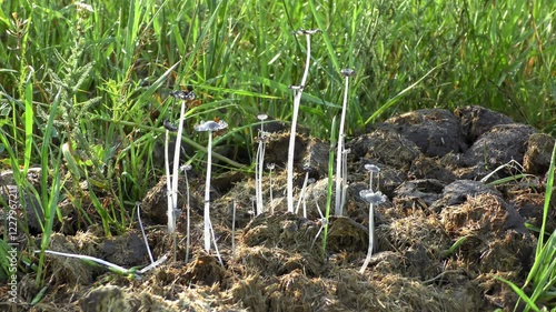 The manure of large ungulates, including Onagers (Equus hemionus), is a good fertilizer in the steppe and provides food for many insects and fungi. photo