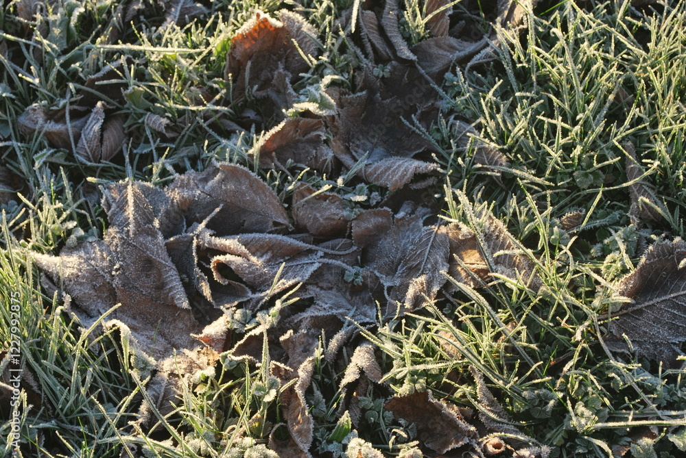 Fototapeta premium Blätter im Frost