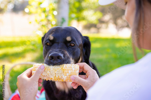 Photography Close up of face of large black and white Swiss Mountain dog enjoying a picnic e