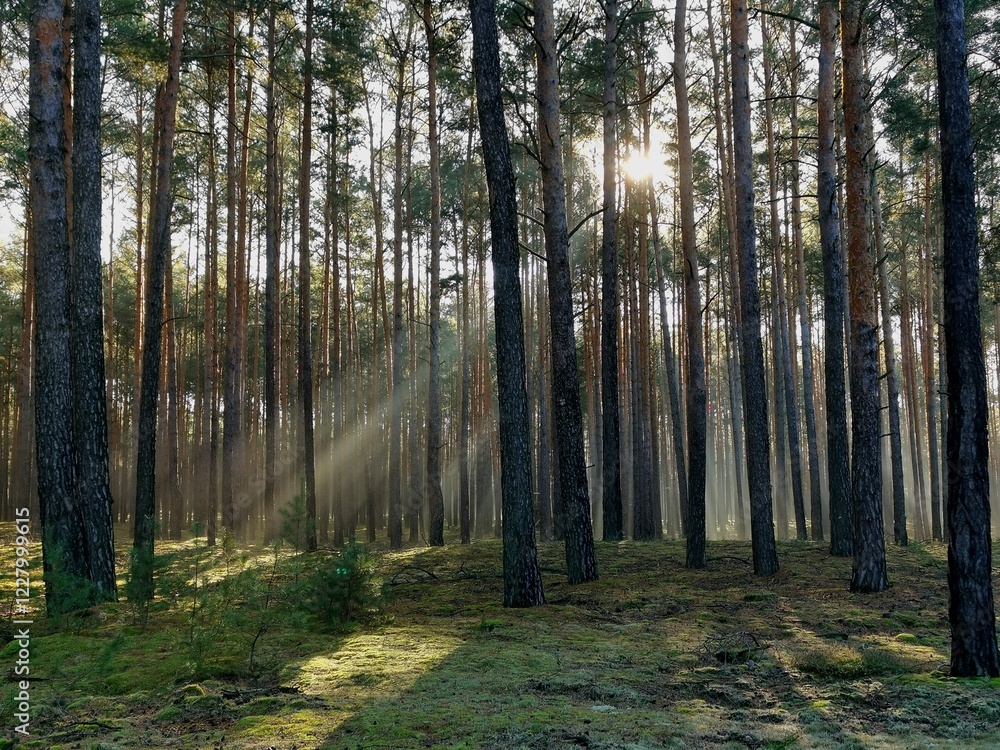 Fototapeta premium Sunlight Beaming Through Tall Pine Trees in a Serene Morning Foggy Forest