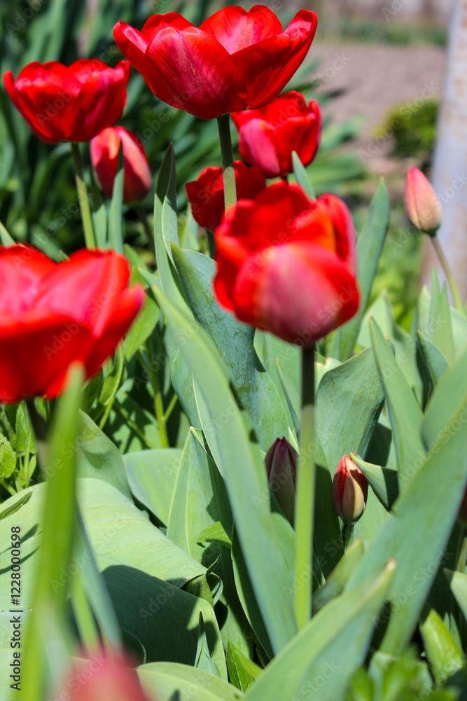 Fototapeta premium Beautiful red tulip in the garden. Close-up of blooming red tulips with deep red petals.
