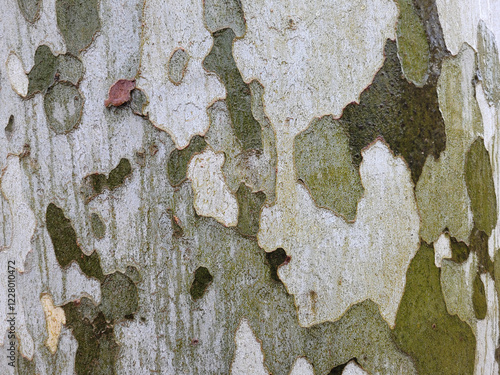Quadro su tela Natural spotted platanus bark tree texture