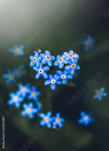 A close up of blue forget-me-not flowers forming a heart - a rare Spring phenomenon. Out-of-focus flowers in the background with dark green hues and dreamy light