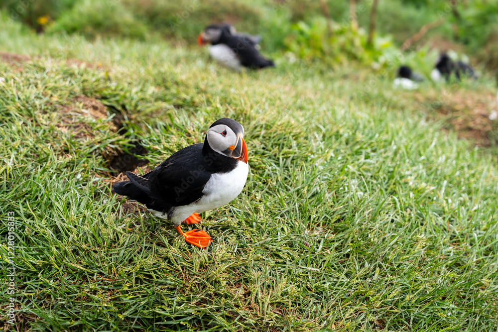Puffin auf dem Vogelfelsen in der Brutkolonie bei Egilsstaðir