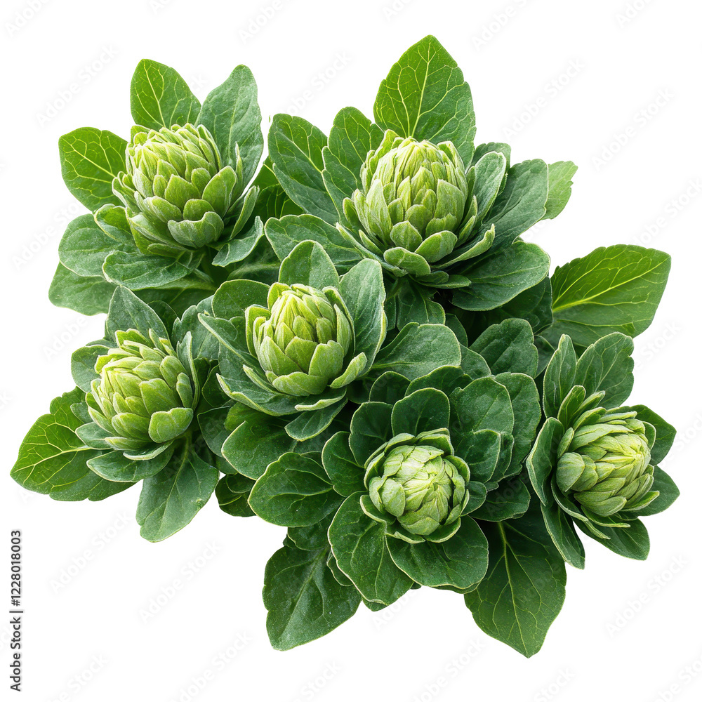 Fototapeta premium Green leafy vegetables cluster showcasing unique floral-like arrangement in natural light isolated on transparent background