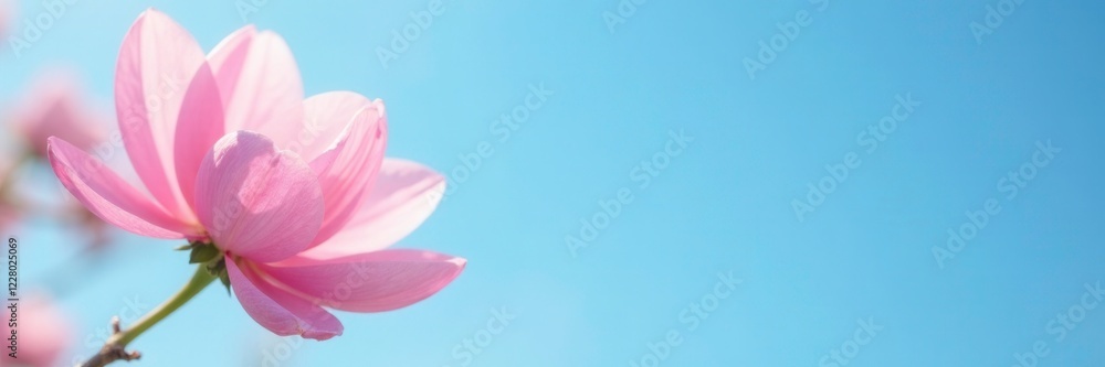 Fototapeta premium Soft pink petals against a blue sky background, blue, sky