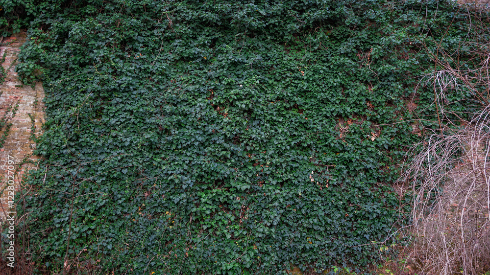 Old ancient brick stone wall texture background with ivy plant Old ancient brick stone wall texture background with ivy plant