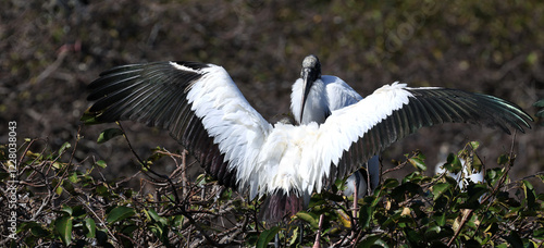 The Wakodahatchee Wetlands is a park located in Delray Beach, Florida.  Here are Wood Storks during mating season and nest building time. photo