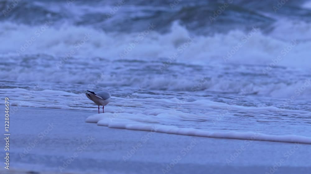 Close-up of a seagull walking along the beach with waves in the background. Close-up of a seagull walking along the beach with waves in the background.