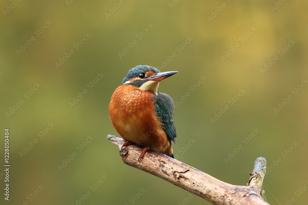 Fototapeta premium Zimorodek, (Alcedo atthis), kingfisher