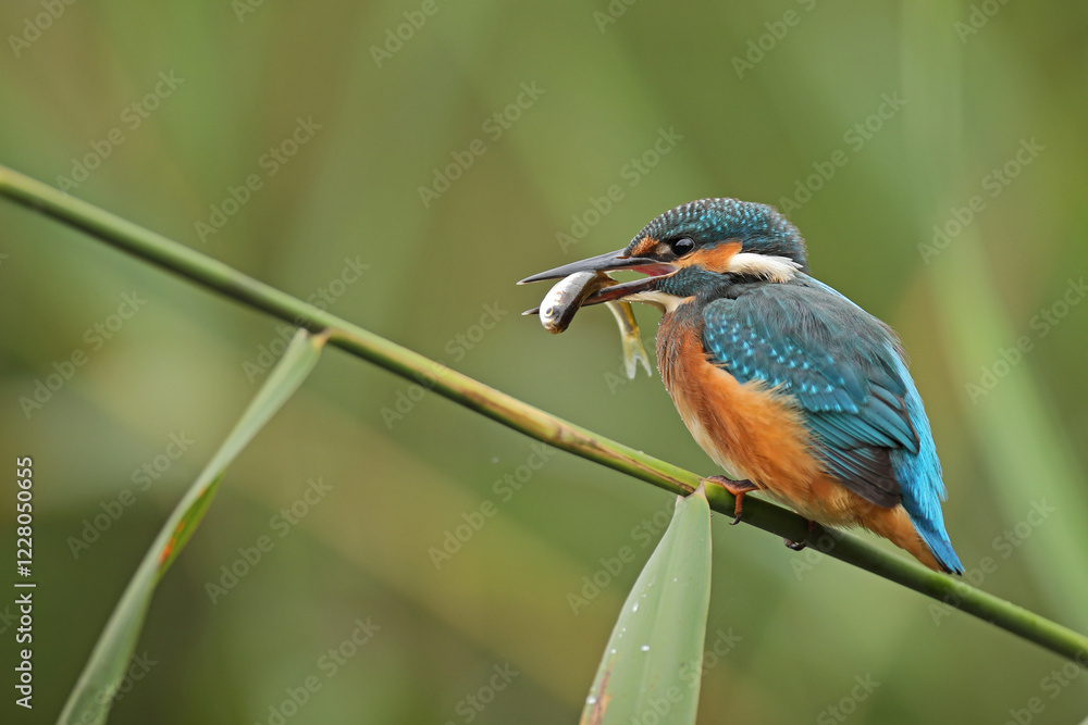 Obraz premium Zimorodek, (Alcedo atthis), kingfisher