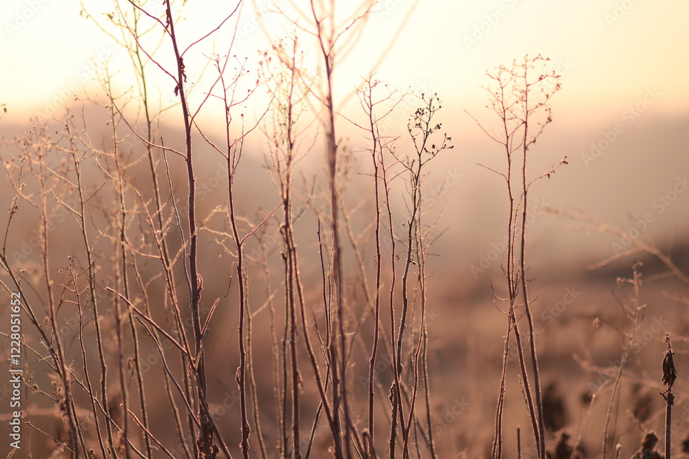 Obraz premium sunset through reeds