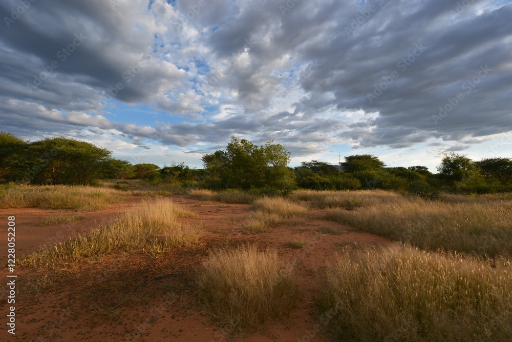 Fototapeta premium Buschsavanne in Zentral Namibia