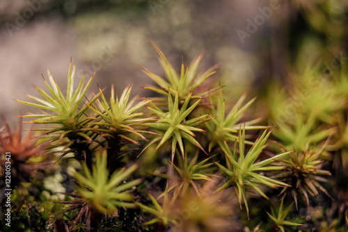 Macro photography of common haircap moss, captured in a forest in the eastern Andean mountains of central Colombia, near the town of Villa de Leyva. photo