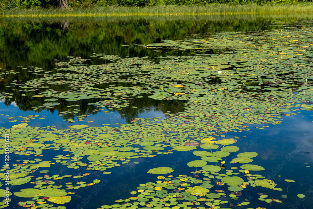Hundreds of lily pads, with a few flower blossoms, floating on the water of a lake in Minnesota