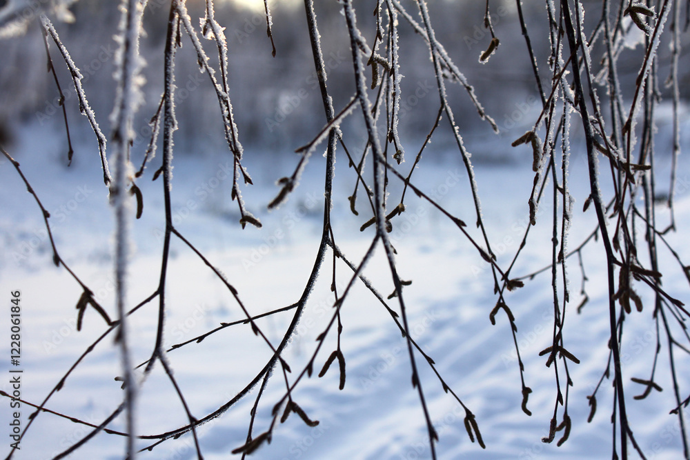 birch branches in the fluffy snow. close-up, bottom view, winter landscape birch branches in the fluffy snow. close-up, bottom view, winter landscape