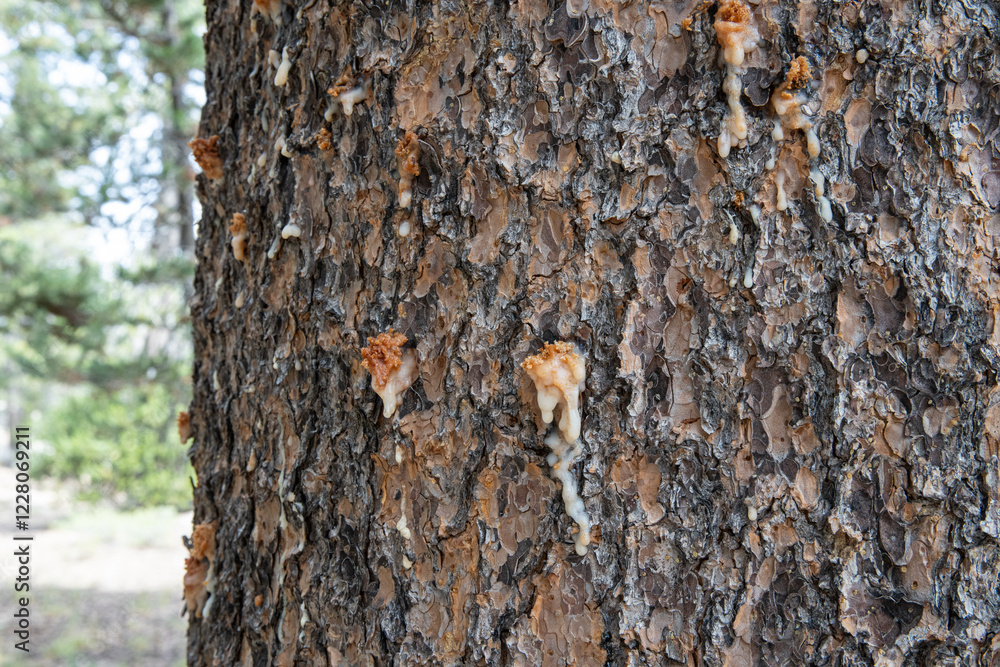 Fototapeta premium Close-up of bark beetle pitch tubes on coniferous tree in Sierra Nevada forest with other trees in the distance. 