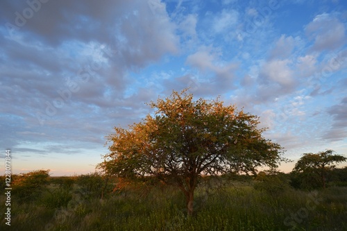 Buschsavanne in Zentral Namibia photo