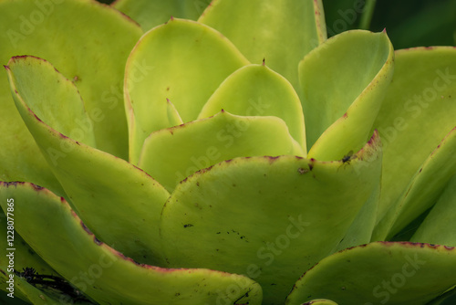 Close-up photography of an echeveria pallida plant, captured in a garden  in the eastern Andean mountains of central Colombia, near the town of Villa de Leyva. photo