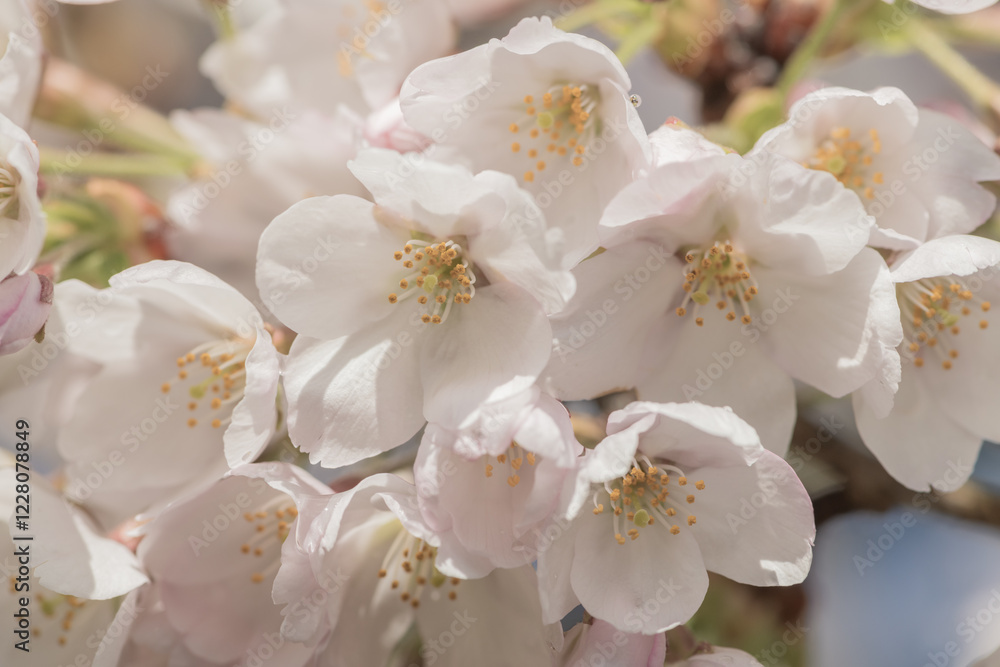 close up pf white flowers of cherry blossom close up pf white flowers of cherry blossom