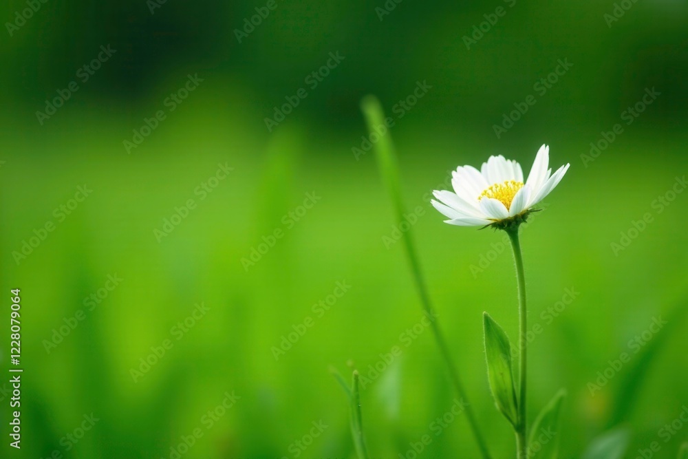 Softly blooming white wildflower with delicate green stem and leaves amidst lush green grass, stem, wildflowers, bloom Softly blooming white wildflower with delicate green stem and leaves amidst lush green grass, stem, wildflowers, bloom