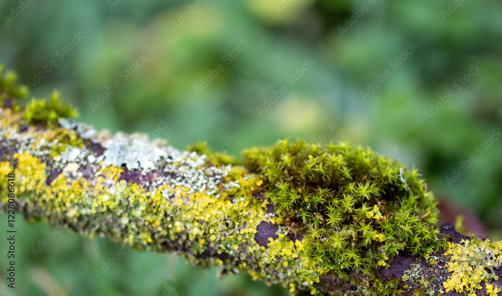 Obraz premium moss on a tree