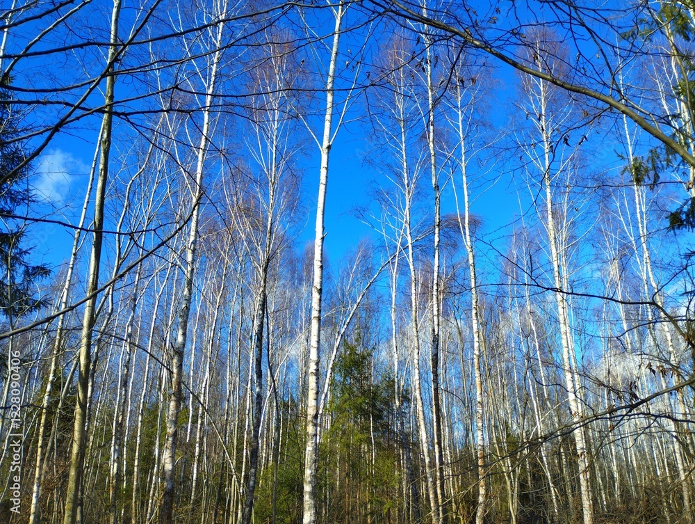 Obraz premium The upper tier of a young birch-fir forest with slender even trees against a blue sky. Spring landscape in the forest.