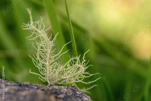 Extreme macro photography of fruticose lichen growing on tree barks and rocks, captured in a forest near the colonial town of Villa de Leyva, in central Colombia. photo