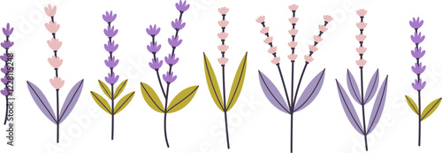 Lavenders, Provence flowers set. French floral herbs with pink and violet blooms. 