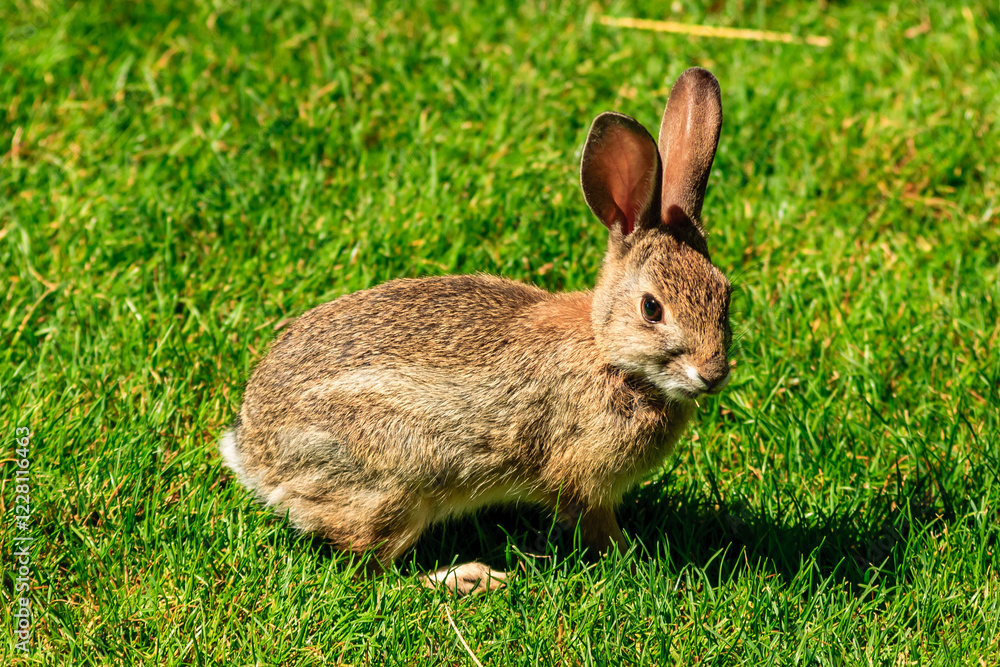 A rabbit is standing in a grassy field A rabbit is standing in a grassy field