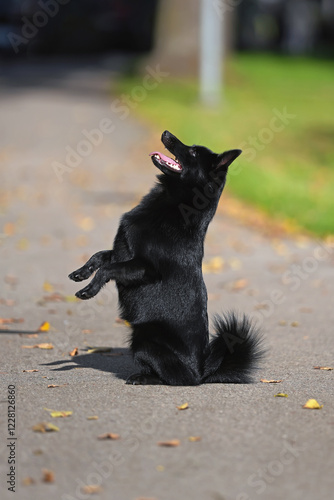 Obedient Schipperke dog posing outdoors sitting up on its back legs on an asphalt in summer photo