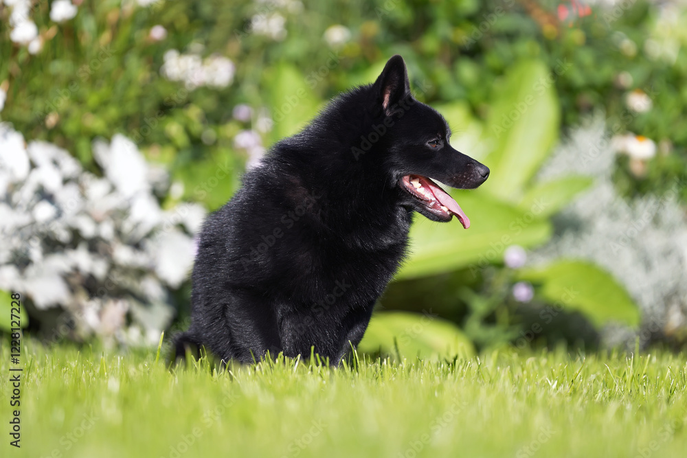 Cute Schipperke dog posing outdoors sitting on a green grass in summer Cute Schipperke dog posing outdoors sitting on a green grass in summer
