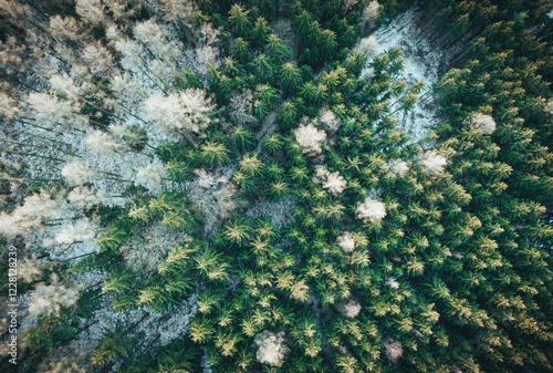 Drone aerial shot from above the forest in wintertime winter condition. Cold  photo