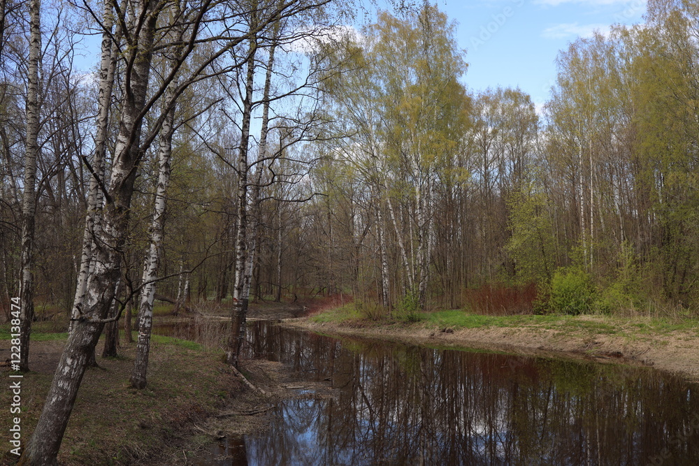 Obraz premium Pond in the forest. The trees are reflected in the pond.