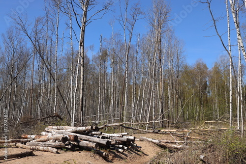 Trees cut down and chopped into logs in a birch grove.