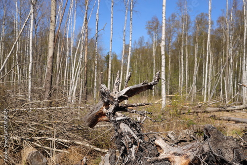 The snag of a dead leafless tree