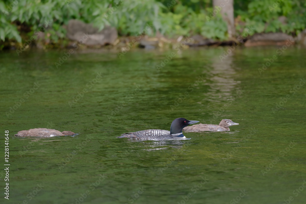 A beautiful Common Loon adult and two chicks on calm water near the shore of a Minnesota lake.