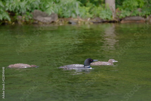 Obraz na płótnie A beautiful Common Loon adult and two chicks on calm water near the shore of a Minnesota lake. w salonie