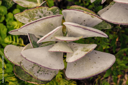 Cuadro en lienzo Top view of a round-leafed navel-wort  succulent plant, in a garden in the eastern Andean mountains of central Colombia, near the town of Villa de Leyva