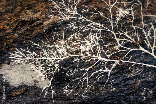 Macro photography of a white fungus root on a rotten piece of  wood, in a farm in the eastern Andean mountains of central Colombia, near the town of Villa de Leyva.