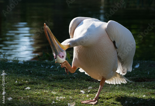 images of wild birds. pelican photos.