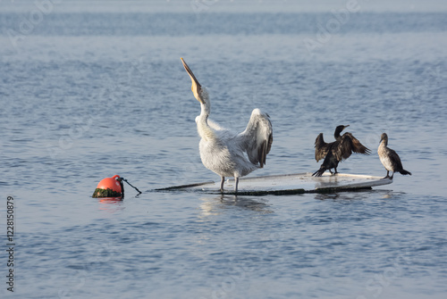 images of wild birds. pelican photos.
