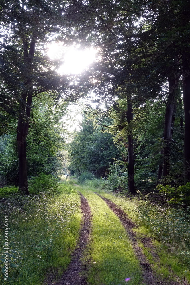 Fototapeta premium Waldweg mit Sonne