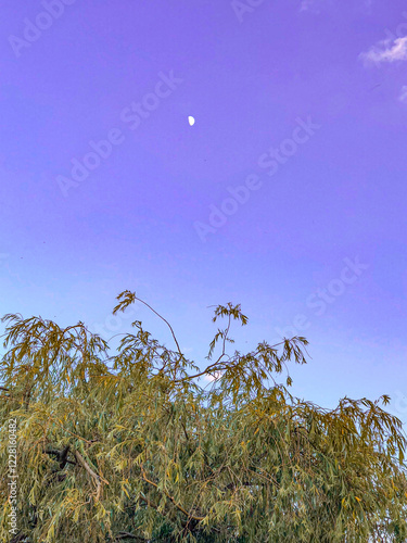 moon and tree