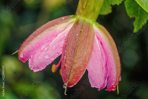 Close-up photography ofa banana passionfruit flower with raindrops, in a farm in the eastern Andean mountains of central Colombia, near the town of Villa de Leyva. photo